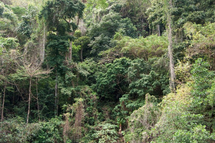 Kurason I Sengsong Dededo Limestone Forest Restoration Park, Dededo, Guam, United States